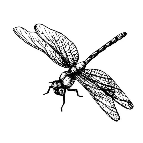 Hand Drawn Illustration Dragonfly Vector Elements Ink — Stock Vector
