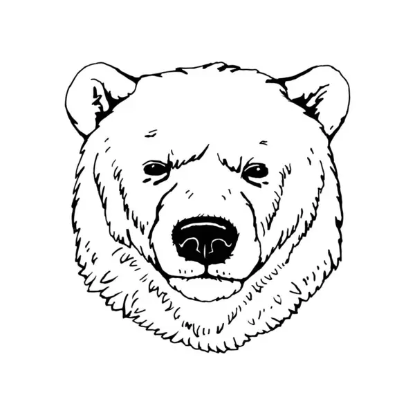 Retrato Del Oso Polar Ilustración Hecha Mano Vector — Archivo Imágenes Vectoriales