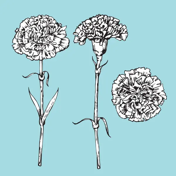 Set Hand Drawn Carnations Vector — Stock Vector