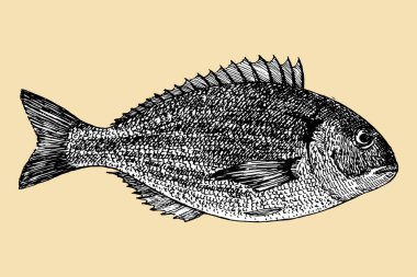 Balık eli çizimi, vektör çizimi 