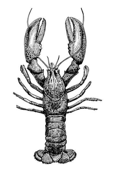Lobster Hand Drawn Sketch Vector Illustration — Stock Vector