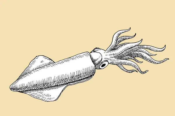 Handgezeichnete Skizze Des Tintenfisches Vektorillustration Vektorgrafiken