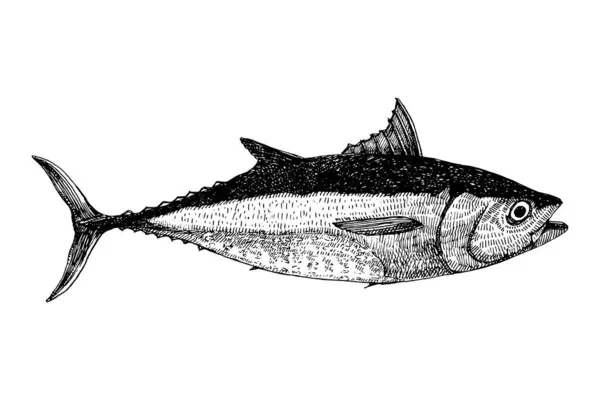 Fisch Handgezeichnete Skizze Vektorillustration lizenzfreie Stockvektoren
