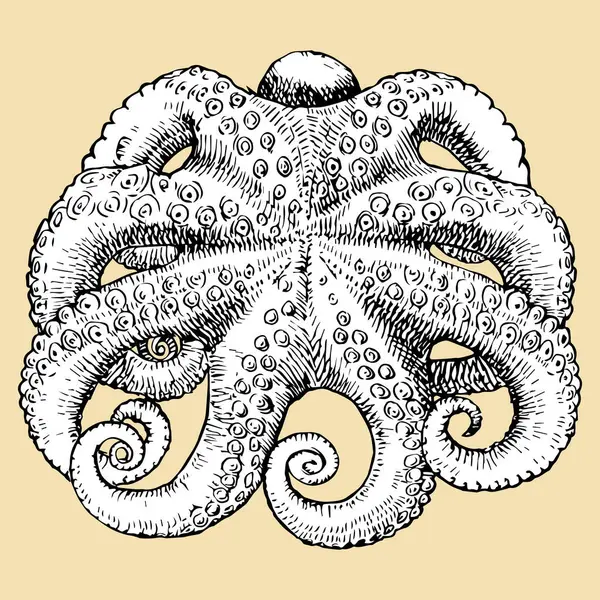 Esboço Desenhado Mão Octopus Ilustração Vetorial Vetores De Bancos De Imagens