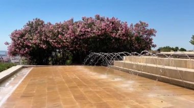 Alicante, İspanya - 30 Mayıs 2025: Jakaranda ağaçları ve renkli çiçeklerin serin bir havuz kenarında sergilendiği muhteşem bir bahçe manzarası