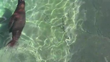 Alicante, İspanya - 13 Haziran 2025: Deniz aslanı berrak sularda süzülüyor, neşeli tavrını ve canlı sualtı manzarasını vurguluyor