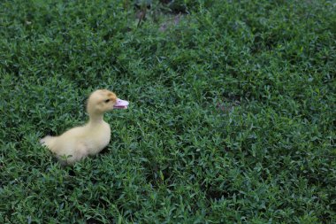 Yeşil çimenlerin üzerinde şirin küçük sarı ördek yavrusu, yazı için yer var.