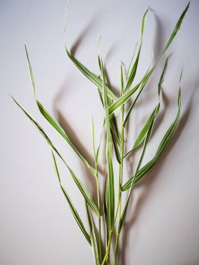 Aydınlık bir arkaplanda dikey olarak dizilmiş uzun yeşil çimen bıçaklarının yakın çekim görüntüsü. Doğal dokusu ve şekli otların narin güzelliğini vurgular..