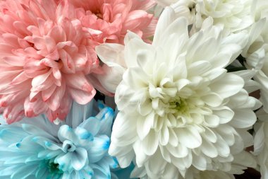 Yumuşak pastel renkli duvar kağıtlarında renkli kasımpatılar