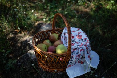 Yakın zamanda toplanmış elmalarla dolu bir dokuma sepet yemyeşil bir bahçedeki bir taşın üzerinde duruyor. Çiçekli kumaş bir tutam cazibe katar. Parlak bir günde doğanın güzelliğini gösterir..
