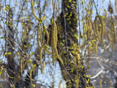 Catkins ağaç dallarından sarkan parlak yeşil yaprakları bahar mevsiminin sıcağında açık mavi gökyüzüne karşı sergiliyor. Doğa hayat ve renkle uyanır..