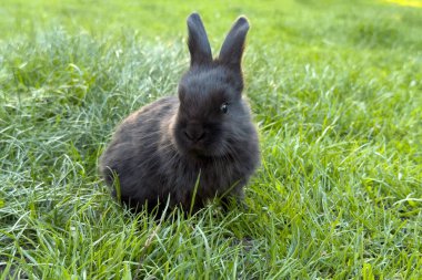 Küçük siyah bir tavşan bir bahçedeki canlı yeşil çimenlerin içine yerleşir. Güneş ışığı, tavşanın yumuşak kürkünü vurguluyor. Huzurlu ortamın ve hafif esintinin tadını çıkarıyor..