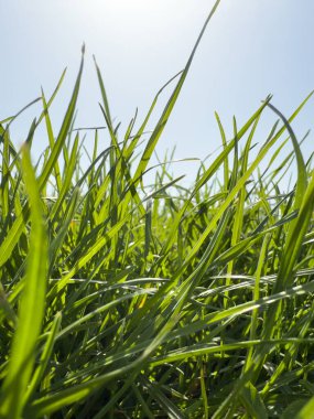 Berrak bir günde parlak güneş ışığı altında parlayan yemyeşil çimenler.