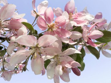 Açık mavi gökyüzüne karşı pembe ve beyaz çiçekli ağaç dalı. Bahar konsepti