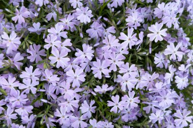 Zarif mor çiçek kümeleri güzelliklerini sergileyerek bahçeyi dolduruyor. Yeşil yapraklar çiçeklerin etrafını sarar, tam bahar çiçeklenirken canlı ve manzaralı bir manzara yaratır..