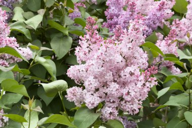Mor rengin çeşitli tonlarında narin leylak çiçekleri baharın özünü yakalayarak bahçedeki yeşil yapraklara karşı dururlar. Bu canlı görüntü, sahneye neşe ve tazelik getiriyor..