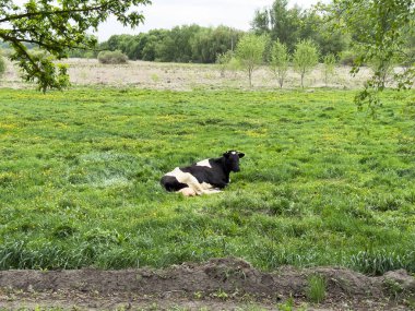 Siyah ve beyaz bir inek, bulutlu bir gökyüzünün altında, sakin bir manzarayla çevrili, yemyeşil çimlerin üzerinde rahatça uzanır. Kırsal kesimde sükunet ve doğal güzellik sergileniyor..
