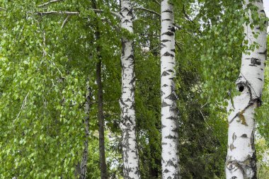 Bereketli yeşil huş ağaçları durgun bir ormanda dimdik ayakta, beyaz kabukları canlı yapraklarla çelişiyor, baharın sonlarında doğanın güzelliğini gözler önüne seriyor..