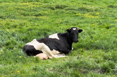 Siyah ve beyaz bir inek canlı kır çiçekleriyle dolu yemyeşil bir çayırda yumuşak çimlerin üzerinde rahatça dinlenir. Berrak gökyüzü huzurlu bir kırsal anı yakalamak için sakin bir zemin sağlar..