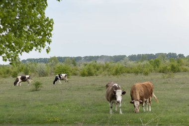Birkaç ineğin yumuşak tepeler ve ağaçlarla çevrili geniş yeşil bir çayırda otladığı görülüyor. Huzurlu atmosfer kırsal yaşamın sükunetini vurguluyor.