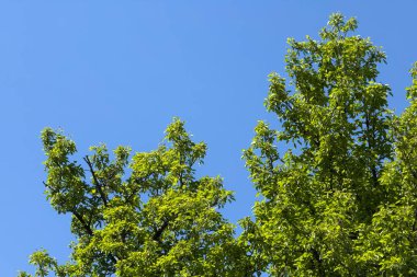 Bereketli yeşil ağaç tepeleri, güneşli bir sonbahar gününde canlı, mavi bir gökyüzüne doğru uzanıyor. Yapraklar ışıkta parlıyor, huzurlu ve neşeli bir atmosfer yaratıyor..