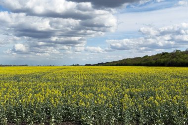 Parlak sarı çiçeklerden oluşan geniş bir tarla, güneşli bir bahar gününde masmavi bir gökyüzünde kabarık beyaz bulutların sürüklendiği uzak bir ağaç hattına doğru uzanıyor..