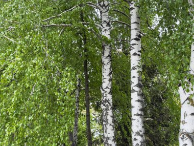 Beyaz kabuklu yüksek huş ağaçları çeşitli yeşillik yapraklarıyla çevrilidir. Güneş ışığı dalların arasından süzülerek sakin bir ormanda huzurlu bir doğa sahnesi yaratır..