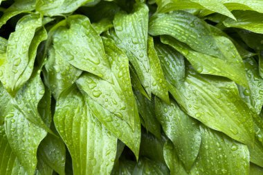 Bereketli yeşil yapraklar, yeni yağan yağmurdan sonra su damlacıklarıyla parıldar. Sabahın erken saatlerinde sakin bir bahçe alanında canlı renkler sergilerler..