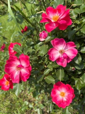 Canlı pembe güller zarif yapraklarını bahçedeki yeşil yapraklara karşı sergiliyor. Baharın erken saatlerindeki güneş ışığının sıcacık parıltısıyla aydınlatılıyor..