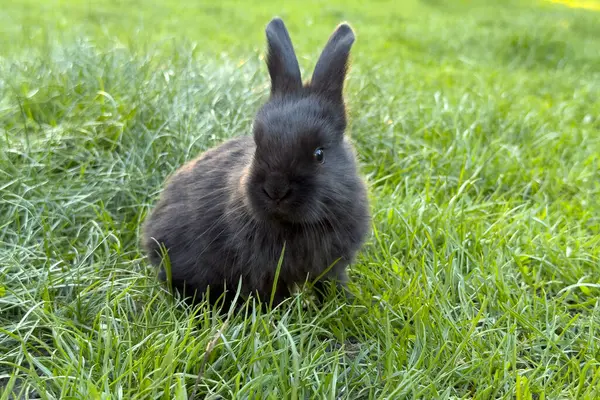 Küçük siyah bir tavşan bir bahçedeki canlı yeşil çimenlerin içine yerleşir. Güneş ışığı, tavşanın yumuşak kürkünü vurguluyor. Huzurlu ortamın ve hafif esintinin tadını çıkarıyor..