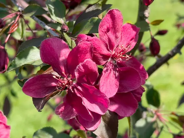 Ağaçta canlı pembe çiçekler, baharın göz alıcı güzelliği.