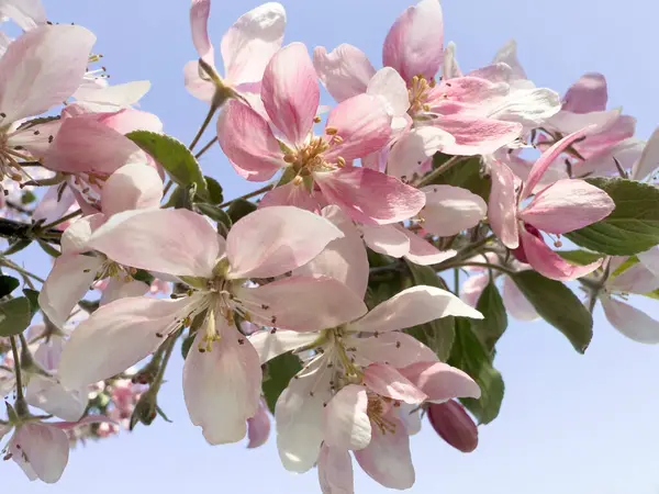 Açık mavi gökyüzüne karşı pembe ve beyaz çiçekli ağaç dalı. Bahar konsepti