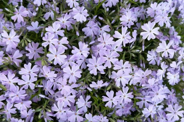 Zarif mor çiçek kümeleri güzelliklerini sergileyerek bahçeyi dolduruyor. Yeşil yapraklar çiçeklerin etrafını sarar, tam bahar çiçeklenirken canlı ve manzaralı bir manzara yaratır..