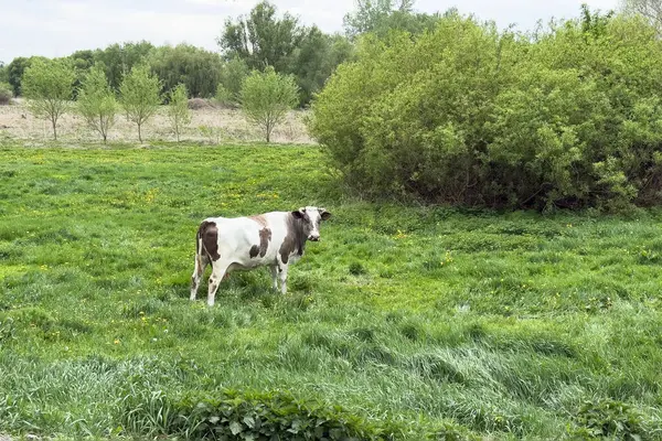 Benekli bir inek ağaçlarla çevrili canlı yeşil bir alanda otluyor. Bulutlu gökyüzü bu huzurlu kırsal ortamda sakin atmosferi yükseltiyor..