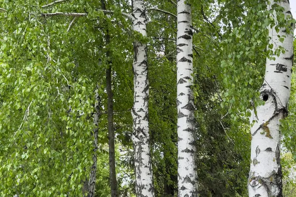 Bereketli yeşil huş ağaçları durgun bir ormanda dimdik ayakta, beyaz kabukları canlı yapraklarla çelişiyor, baharın sonlarında doğanın güzelliğini gözler önüne seriyor..