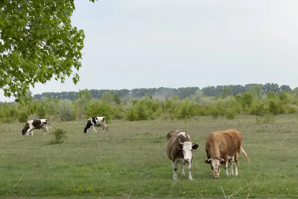 Birkaç ineğin yumuşak tepeler ve ağaçlarla çevrili geniş yeşil bir çayırda otladığı görülüyor. Huzurlu atmosfer kırsal yaşamın sükunetini vurguluyor.