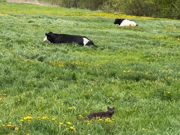 Sarı karahindiba ile bezenmiş canlı yeşil bir çayırda, meraklı bir kara kedi yakınlarda izlerken iki inek uzanır. Sakin bir bahar günü kırsal araziyi güzelleştirir..