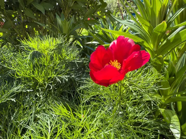 Canlı kırmızı bir çiçek bahçedeki yemyeşil yaprakların arasında duruyor. Parlak yapraklar, çevreleyen yeşilliklerle çok güzel tezat oluşturuyor ve sakin bir bahar atmosferi yaratıyor..