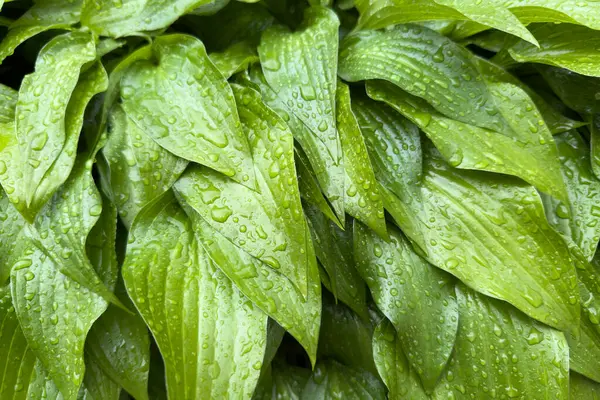 Bereketli yeşil yapraklar, yeni yağan yağmurdan sonra su damlacıklarıyla parıldar. Sabahın erken saatlerinde sakin bir bahçe alanında canlı renkler sergilerler..