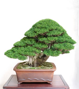 Bir Juniperus chinensis bonsai, ustalıkla şekillendirilmiş, tahta bir masanın üzerindeki sığ bir tencerede beyaz bir arka planda oturur. Yemyeşil yaprakları ve bükülmüş gövdesi geleneksel Japon sanatını ön plana çıkarıyor..