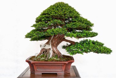 Bir Juniperus chinensis bonsai, ustalıkla şekillendirilmiş, tahta bir masanın üzerindeki sığ bir tencerede beyaz bir arka planda oturur. Yemyeşil yaprakları ve bükülmüş gövdesi geleneksel Japon sanatını ön plana çıkarıyor.