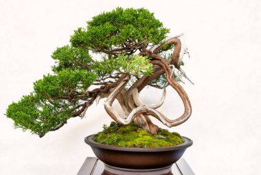 Bir Juniperus chinensis bonsai, ustalıkla şekillendirilmiş, tahta bir masanın üzerindeki sığ bir tencerede beyaz bir arka planda oturur. Yemyeşil yaprakları ve bükülmüş gövdesi geleneksel Japon sanatını ön plana çıkarıyor.