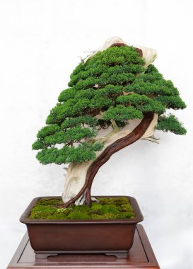 Bir Juniperus chinensis bonsai, ustalıkla şekillendirilmiş, tahta bir masanın üzerindeki sığ bir tencerede beyaz bir arka planda oturur. Yemyeşil yaprakları ve bükülmüş gövdesi geleneksel Japon sanatını ön plana çıkarıyor.