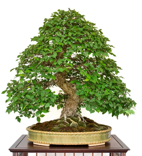 Chokkan tarzında bir Zelkova bonsai, düz gövdesi, küçük tırtıklı yaprakları ve pürüzsüz kabuğu ile, ahşap bir masada, beyaz bir arka planda, Japon sanatını sergileyerek oturuyor..