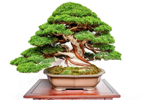 Bir Juniperus chinensis bonsai, ustalıkla şekillendirilmiş, tahta bir masanın üzerindeki sığ bir tencerede beyaz bir arka planda oturur. Yemyeşil yaprakları ve bükülmüş gövdesi geleneksel Japon sanatını ön plana çıkarıyor..