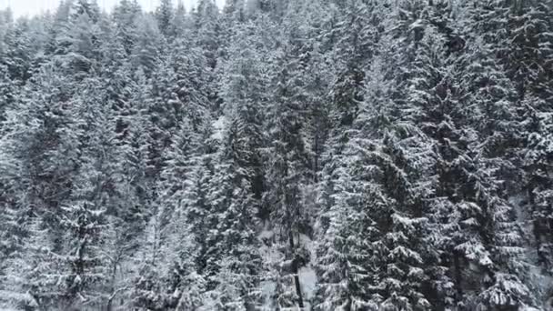 Sněžné Vánoční Stromky Lese Výhled Shora — Stock video
