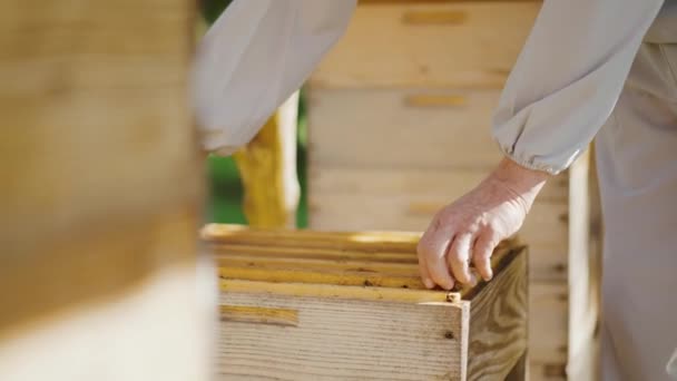 Зрелый Пчеловод Вытаскивает Раму Пчелами Улья Органический Мед Пчеловодство Натуральный — стоковое видео