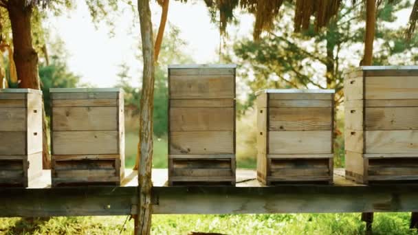 Holzbienenstöcke Bienenhaus Sommer Die Bienen Fliegen Mit Dem Gesammelten Honig — Stockvideo