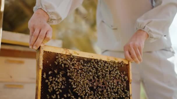 一只雄性养蜂人的手的特写 他拿出一个蜂箱 上面有很多蜜蜂 有机蜂蜜 养蜂业天然产品 高质量的4K镜头 — 图库视频影像