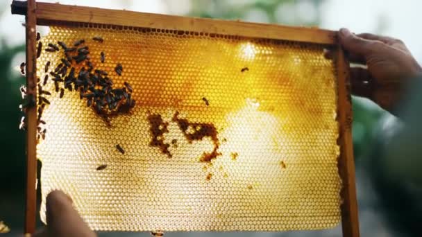 养蜂人的手握住蜂箱的框架 看看蜜蜂带了多少蜂蜜 检查打蜡的框架 经验丰富的养蜂人有机蜂蜜 高质量的4K镜头 — 图库视频影像